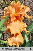 Iris hort. Hindenburg