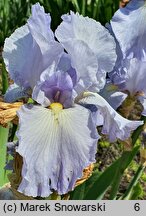 Iris hort. Millrace