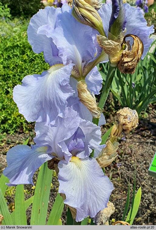 Iris hort. Millrace