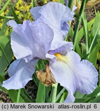 Iris hort. Millrace