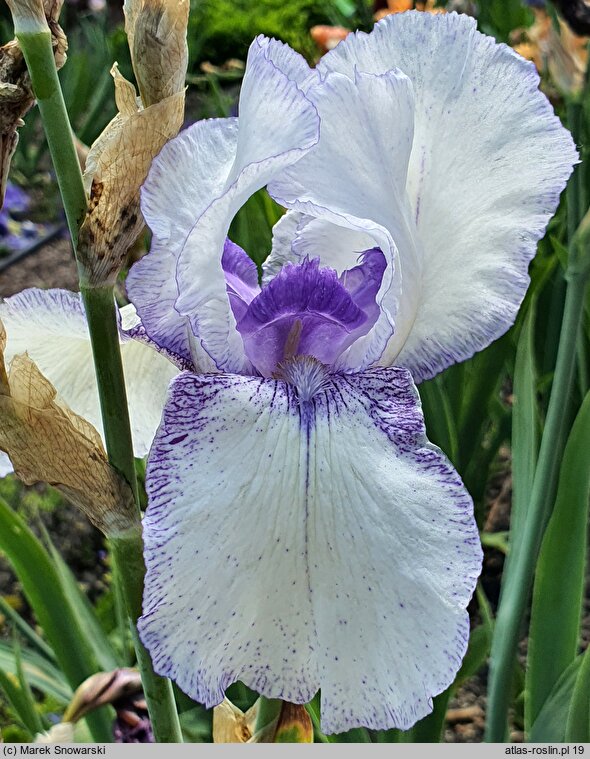 Iris hort. Azurite