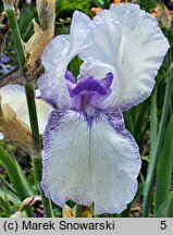 Iris hort. Azurite