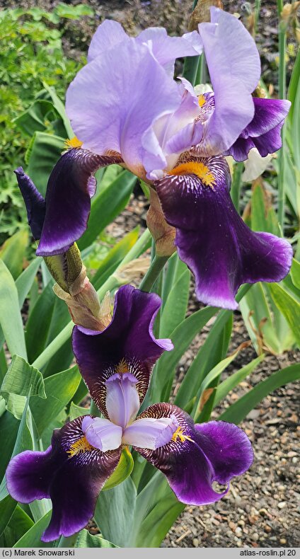 Iris hort. Lothario