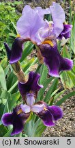 Iris hort. Lothario