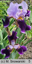 Iris Lothario