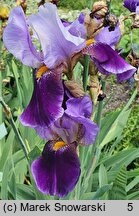 Iris hort. Lothario