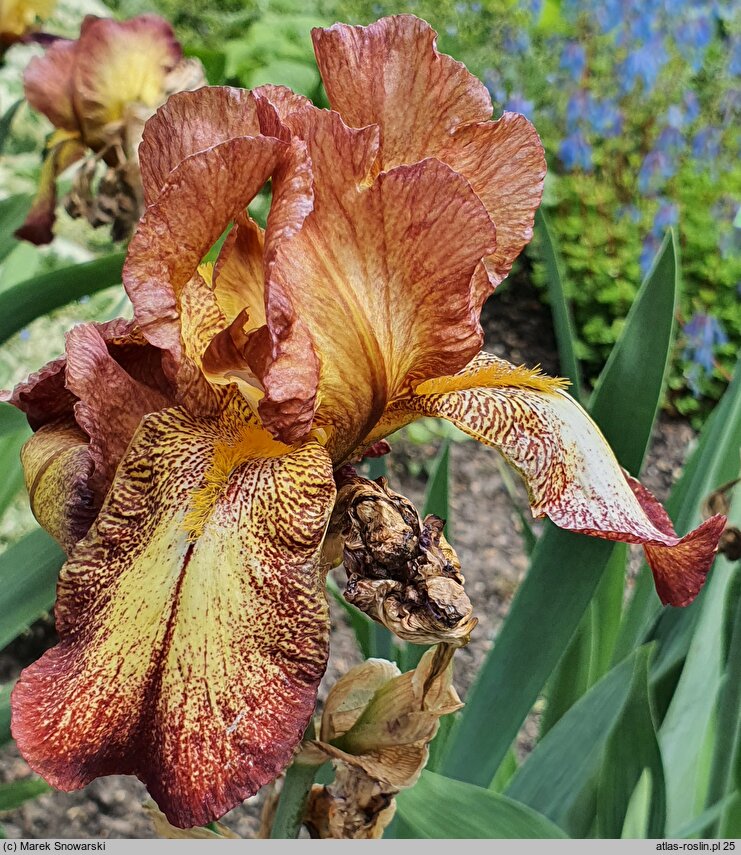 Iris hort. Firecracker