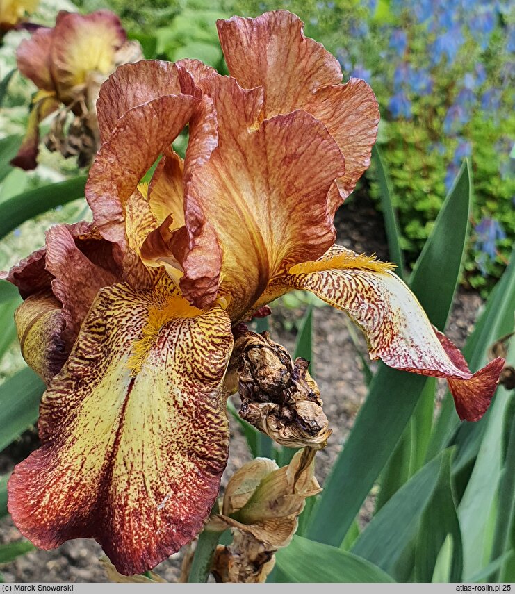 Iris Firecracker