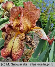 Iris hort. Firecracker