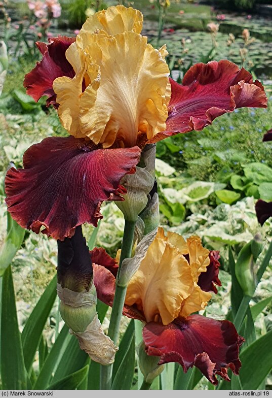 Iris hort. Smart Aleck