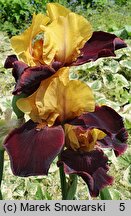 Iris hort. Smart Aleck