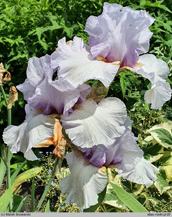 Iris hort. Ave Eva