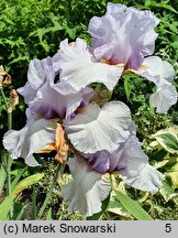 Iris hort. Ave Eva