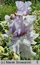 Iris hort. Ave Eva
