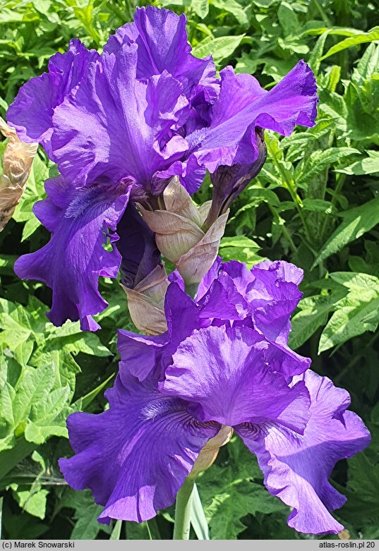 Iris hort. Deep Pacific
