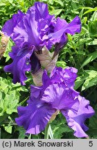 Iris hort. Deep Pacific
