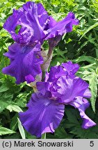Iris hort. Deep Pacific