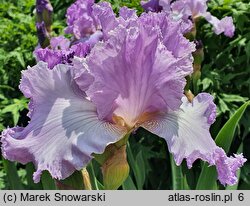 Iris hort. Mary Randall