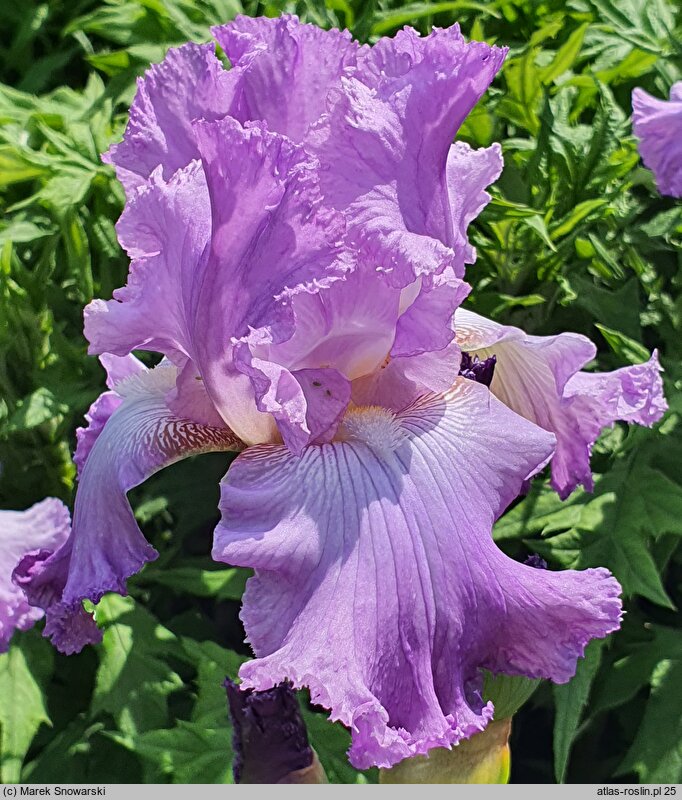 Iris hort. Mary Randall