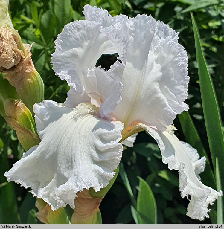 Iris hort. Laced Cotton