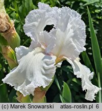 Iris hort. Laced Cotton