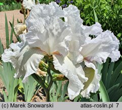 Iris hort. Laced Cotton
