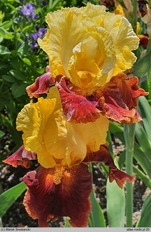Iris hort. Fiesta Time