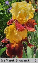 Iris hort. Fiesta Time