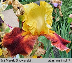 Iris hort. Fiesta Time