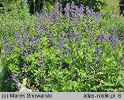 Baptisia australis (baptysja błękitna)