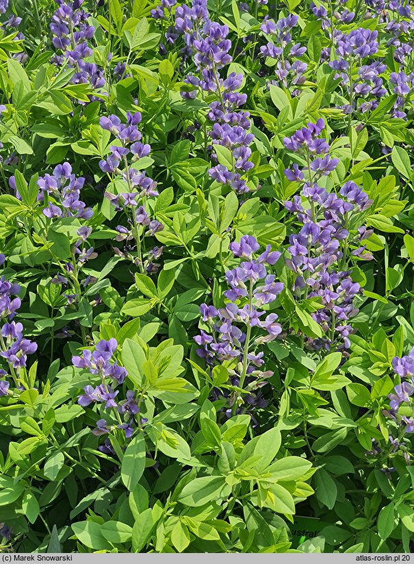 Baptisia australis (baptysja błękitna)