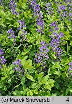 Baptisia australis (baptysja błękitna)