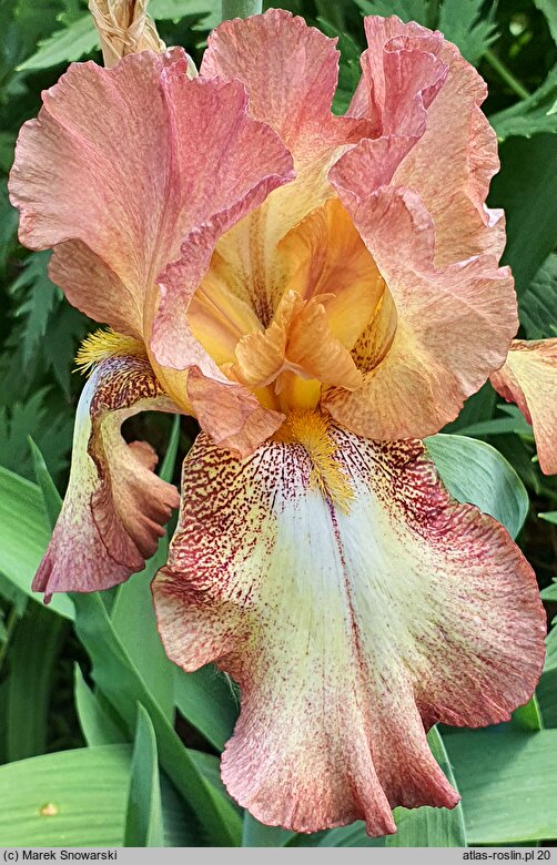Iris hort. Spellbound