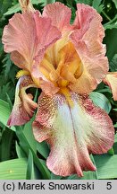 Iris hort. Spellbound