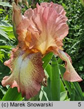 Iris hort. Spellbound
