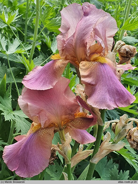 Iris hort. Alpine Glow