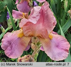Iris hort. Alpine Glow