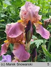 Iris hort. Alpine Glow