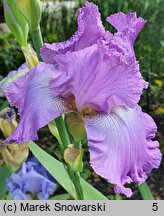 Iris hort. Grand Waltz