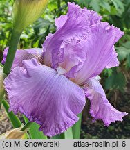 Iris hort. Grand Waltz