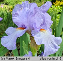 Iris hort. Vivien