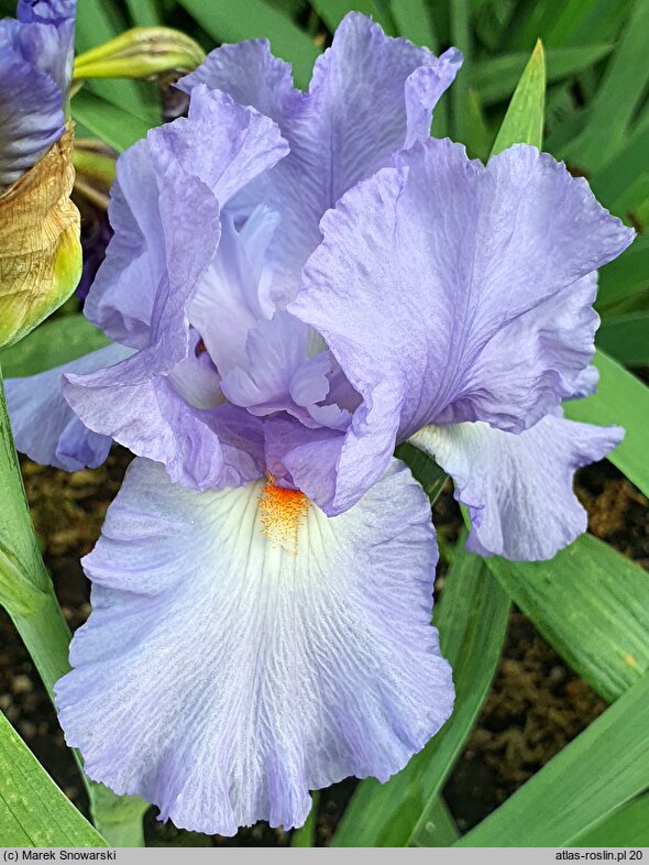 Iris hort. Vivien