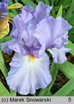 Iris hort. Vivien