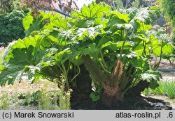 Gunnera manicata (gunnera olbrzymia)