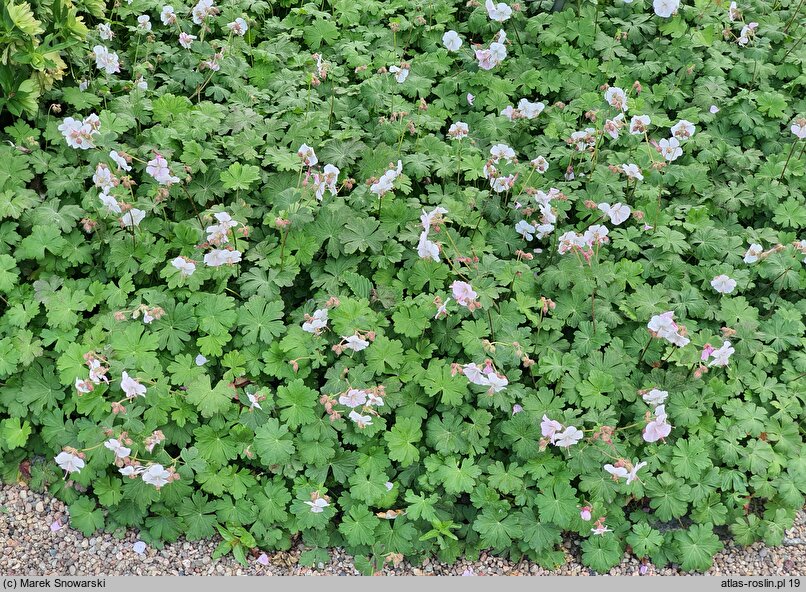 Geranium ×cantabrigense St Ola