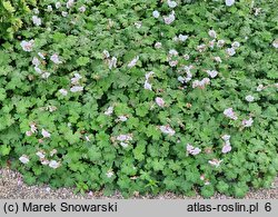 Geranium ×cantabrigense St Ola