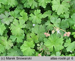 Geranium ×cantabrigense St Ola