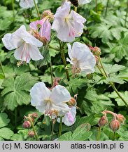 Geranium ×cantabrigense St Ola