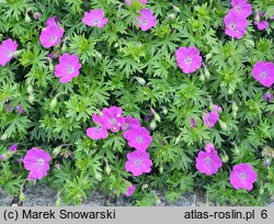 Geranium sanguineum Max Frei