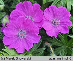 Geranium sanguineum Max Frei